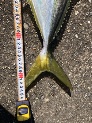 今季初メジロ！ノマセ釣り