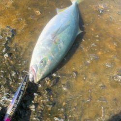 ショアブリ トライデント150/60