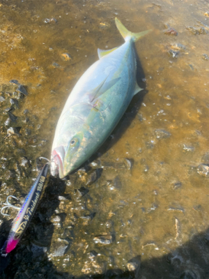 ショアブリ　トライデント150/60