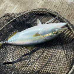 神戸空港で青物祭り