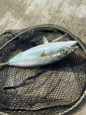 神戸空港で青物祭り