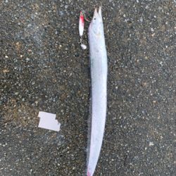 今年初の太刀魚