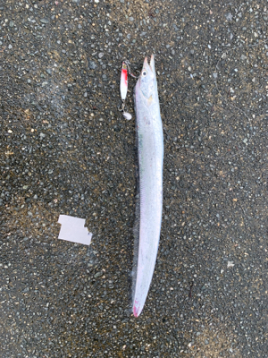 今年初の太刀魚