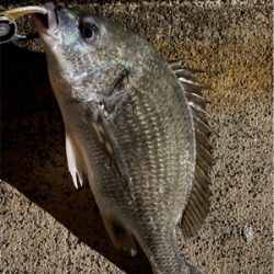 鱸狙いでキビレが連発!