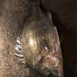 トップウォーターチヌ