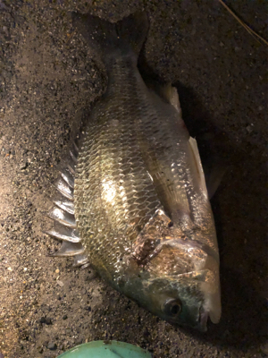 トップウォーターチヌ