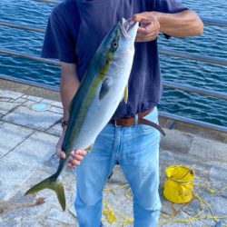 なんとか、ギリ鰤と呼びたい