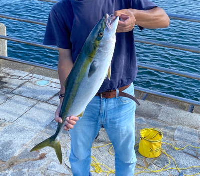 なんとか、ギリ鰤と呼びたい