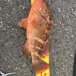 自己記録　アコウ