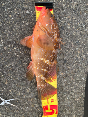 自己記録　アコウ