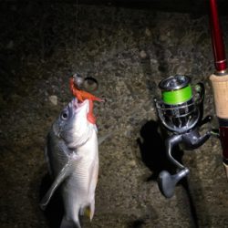 キビレはいつも近くにいてくれる