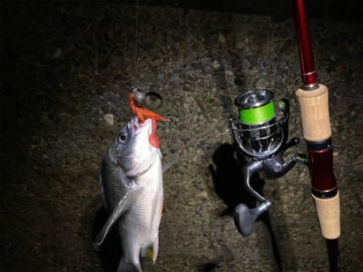 キビレはいつも近くにいてくれる