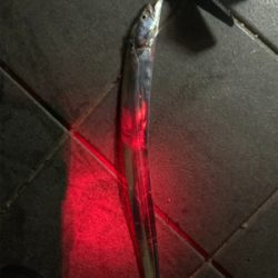 タチウオのテンヤ釣り