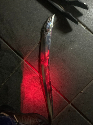 タチウオのテンヤ釣り