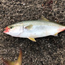 青物ボコボコ　祭りじゃ