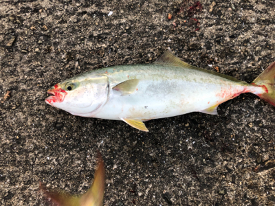 青物ボコボコ　祭りじゃ