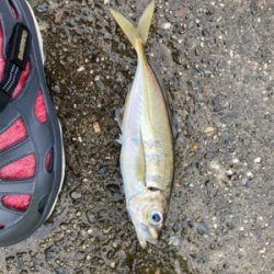 関電赤灯青物ゲーム