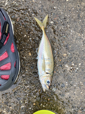 関電赤灯青物ゲーム