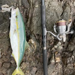 ロックショア４目魚