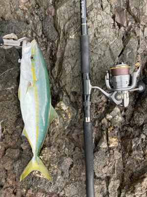 ロックショア４目魚