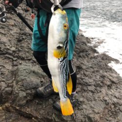 青物エギング日和