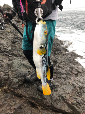 青物エギング日和