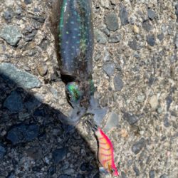 越前、常神アオリランガン