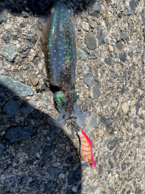 越前、常神アオリランガン