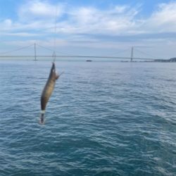 秋のサイトエギング