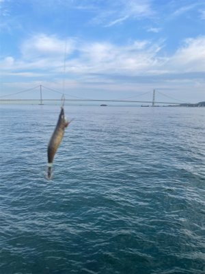 秋のサイトエギング