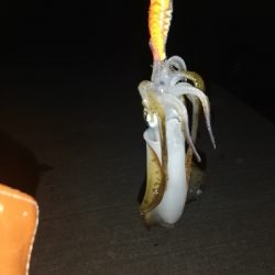 アオリイカ@泉南