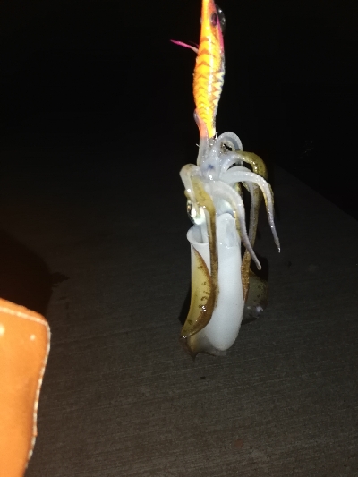 アオリイカ@泉南