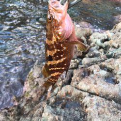 地磯ロックフィッシュ