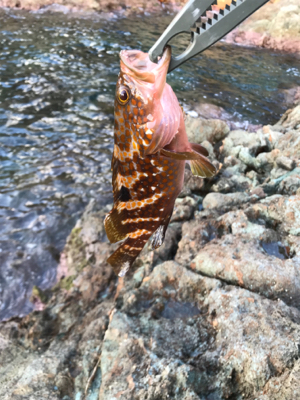 地磯ロックフィッシュ