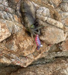 フカセ アンドエギング