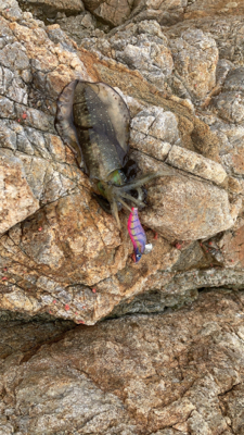 フカセ アンドエギング