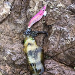 アオリイカいますよ｡