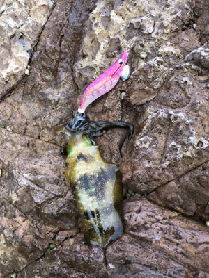 アオリイカいますよ｡