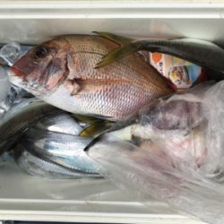 タチウオ入れ食い