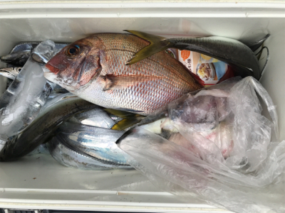 タチウオ入れ食い