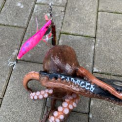 青物か?タコか?