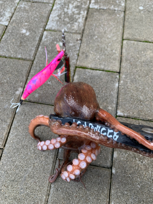 青物か?タコか?