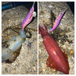 久しぶりのナイトエギング(^.^)