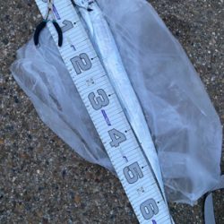 もう入ってきてるが、まだ少なくてシブい、、、