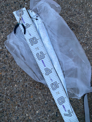 もう入ってきてるが、まだ少なくてシブい、、、