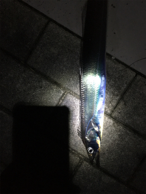 小さいがよく釣れる