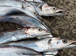 エサが足りない