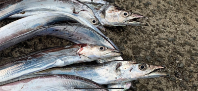 エサが足りない