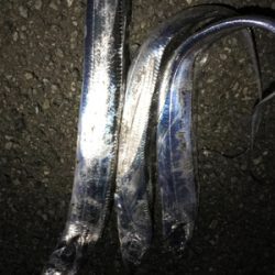 大阪府太刀魚調査に