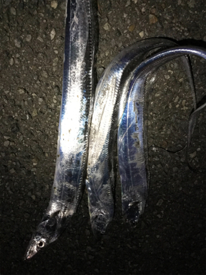 大阪府太刀魚調査に